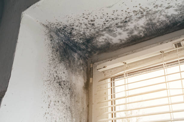 Trusted Commercial Mold Remediation service in Newton, IL - Cheap Mold Removal